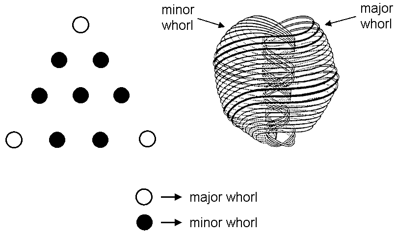 10 whorls as yods of 1st-order tetractys