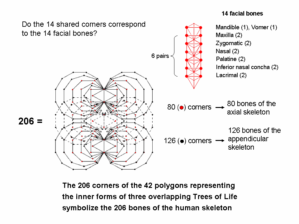 14 shared corners symbolise 14 facial bones