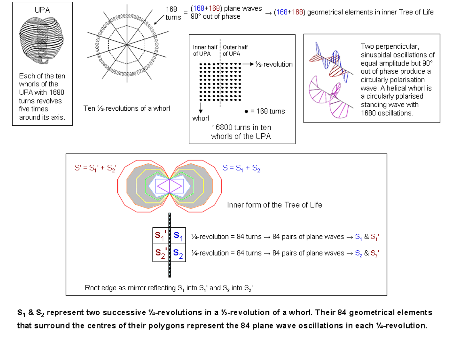 168 turns in whorl as the inner Tree of Life