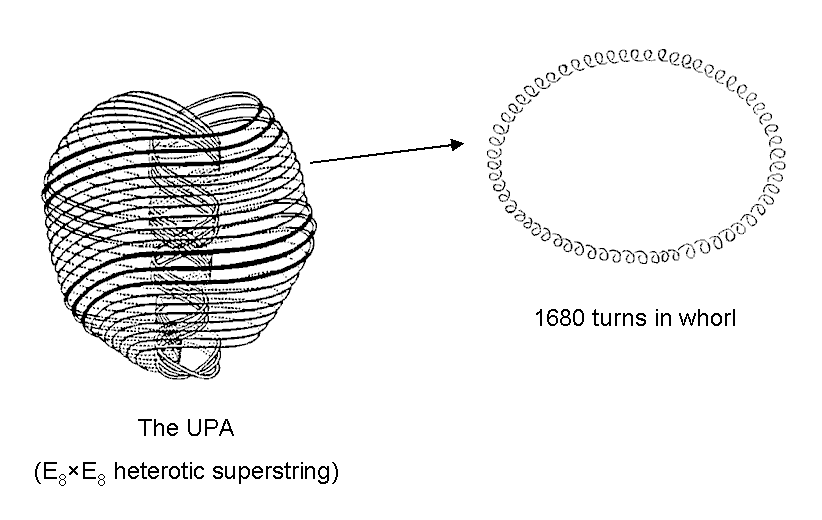 1680 turns in helical whorl of UPA