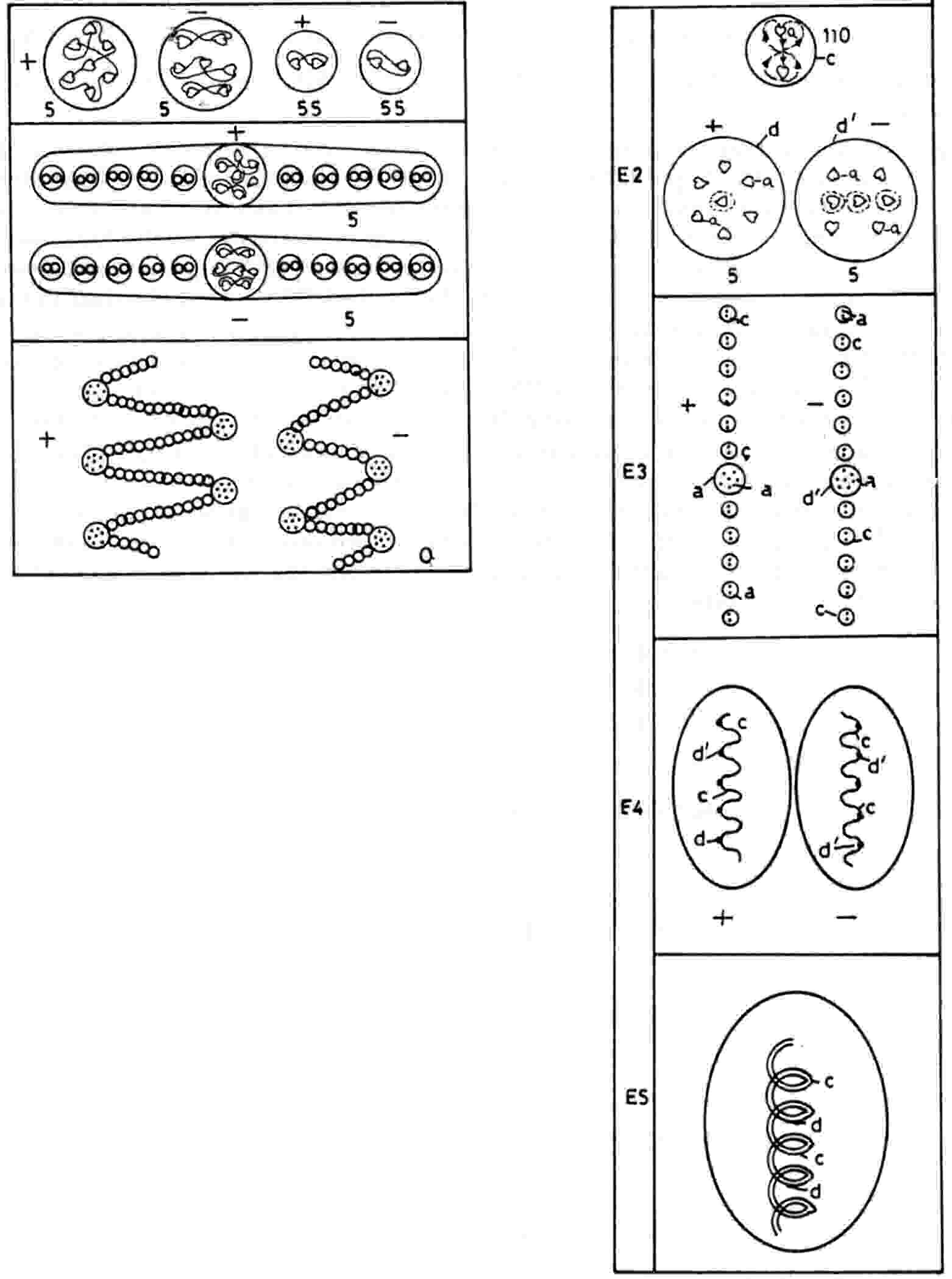 1st ed oxygen disintegration diagram