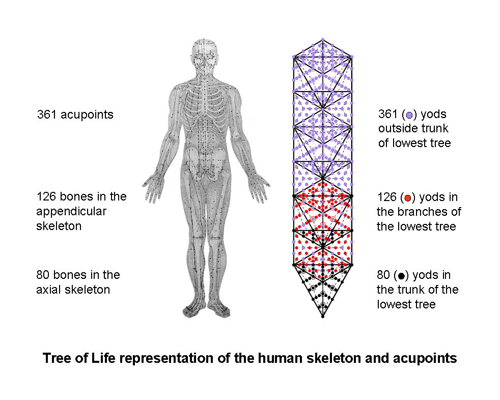 Tree of Life basis of human skeleton & acupoints