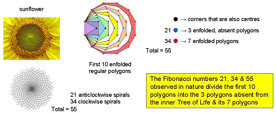 21:34 division of coners of 1st (3+7) enfolded polygons