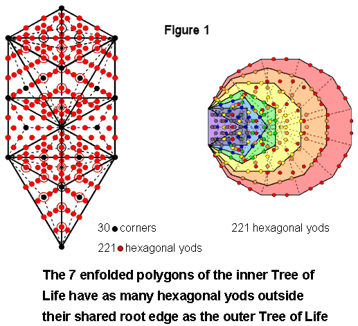 221 hexagonal yods in 1-tree & outside root edge of 7 enfolded polygons