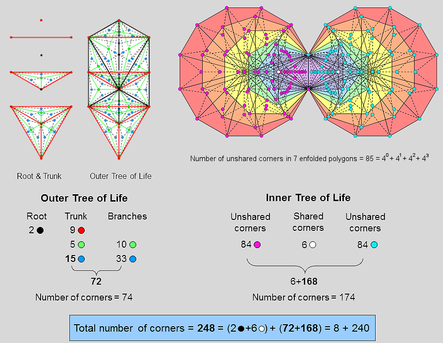 248 corners in outer and inner Trees of Life with Type B polygons