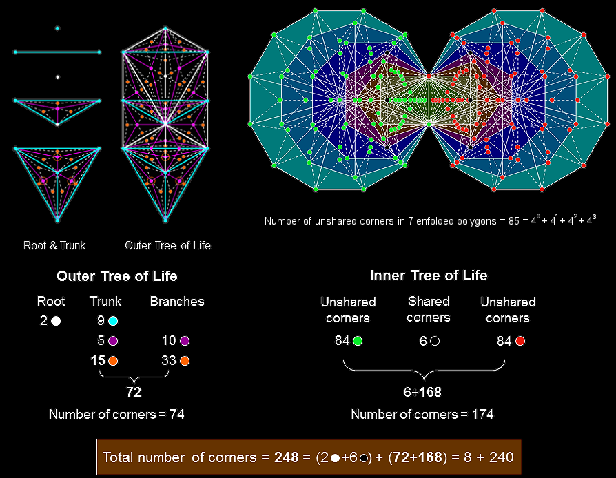 248 corners of triangles in outer & inner Trees of Life