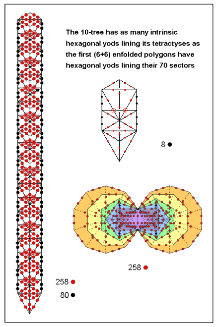 258 hexagonal yods in 10-tree and in 1st (6+6) enfolded polygons