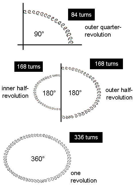 336 turns in one revolution of helical whorl