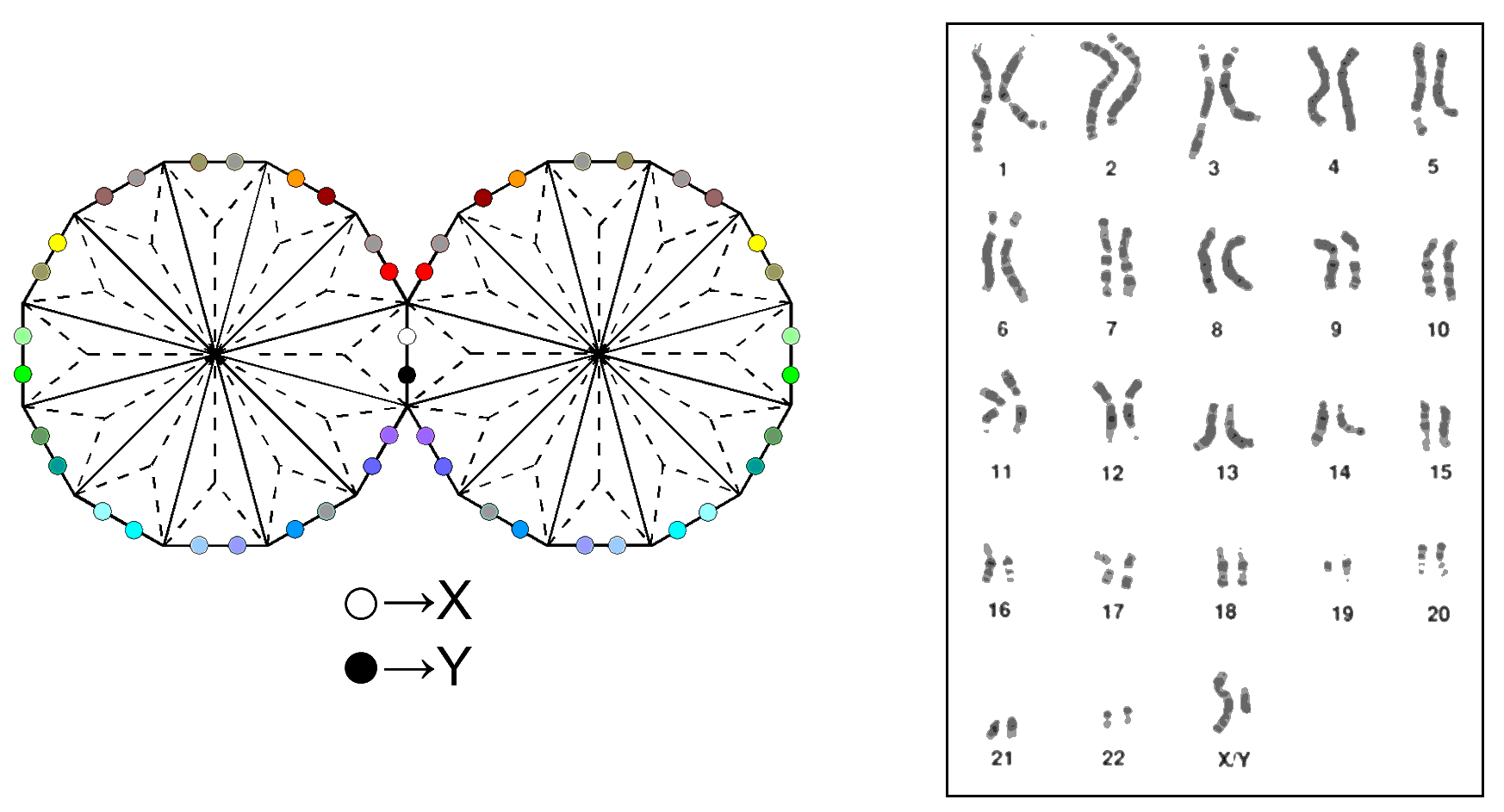 46 hexagonal yods symbolise 46 chromosomes