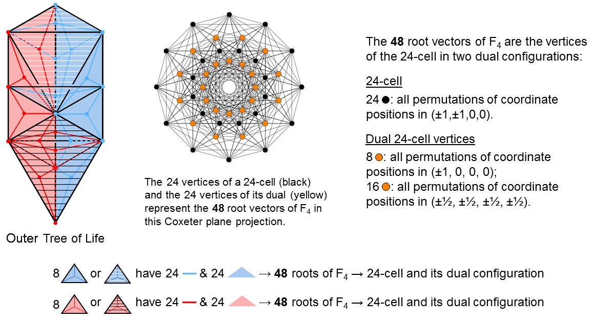 48 sides & triangles in half Tree of Life correspond to 48 roots of F4