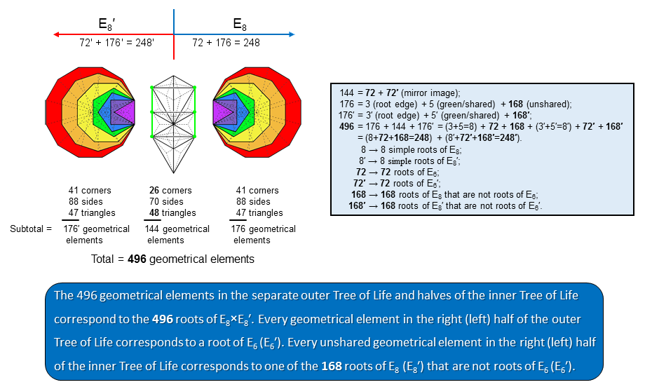 496 geometrical elements in separate outer and inner Trees of Life