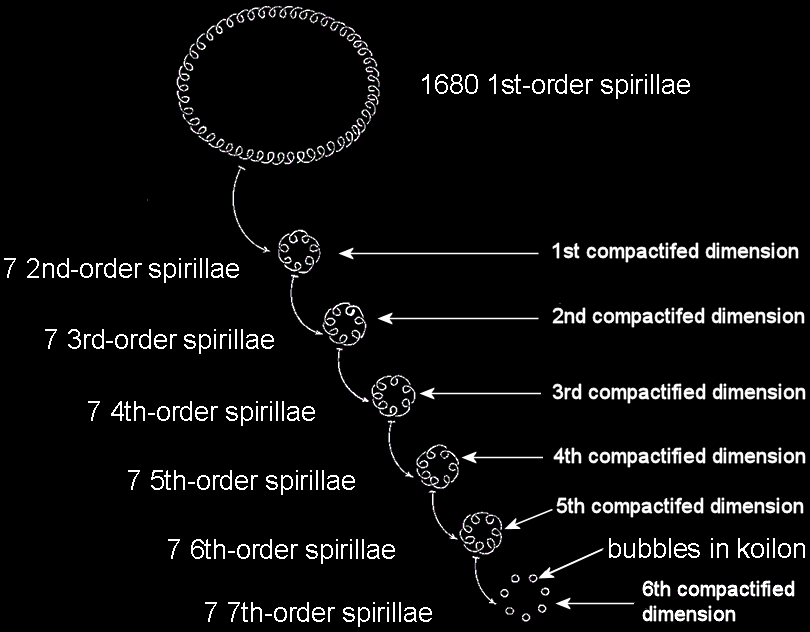 7 orders of spirillae