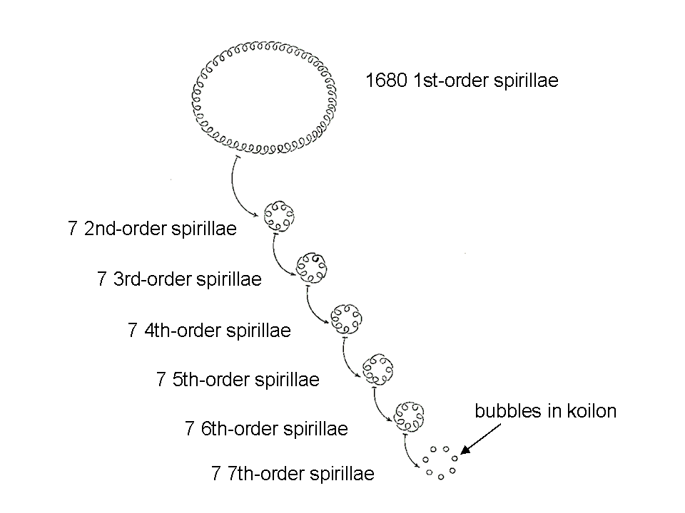 7 orders of spirillae