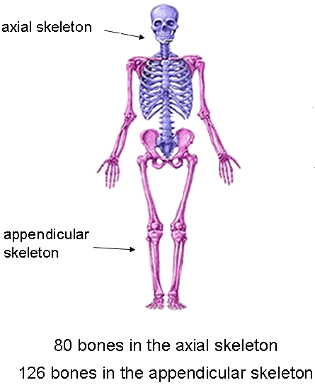 80+126 bones in axial and appendicular skeletons