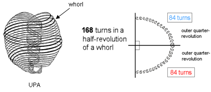 84+84 turns in a half-revolution of a whorl