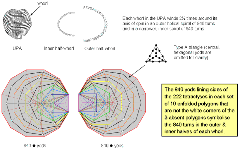 840 boundary yods in the first 10 enfolded polygons are not corners of the 3 absent polygons