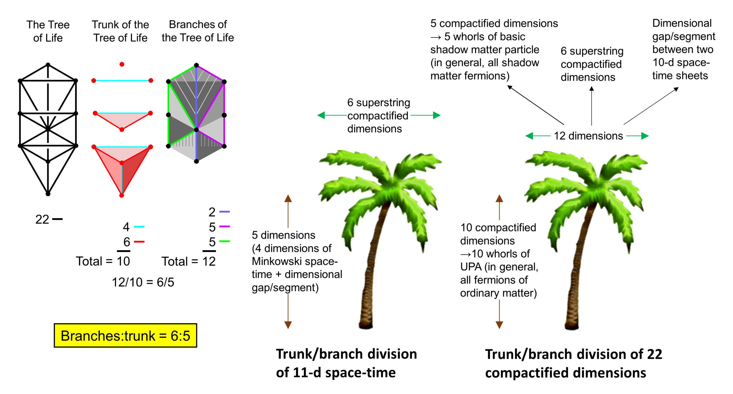 Branch-trunk division of dimensions of space-time