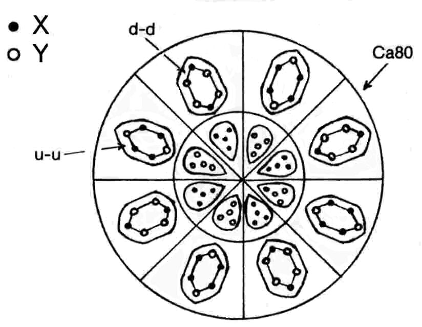 Ca80 group