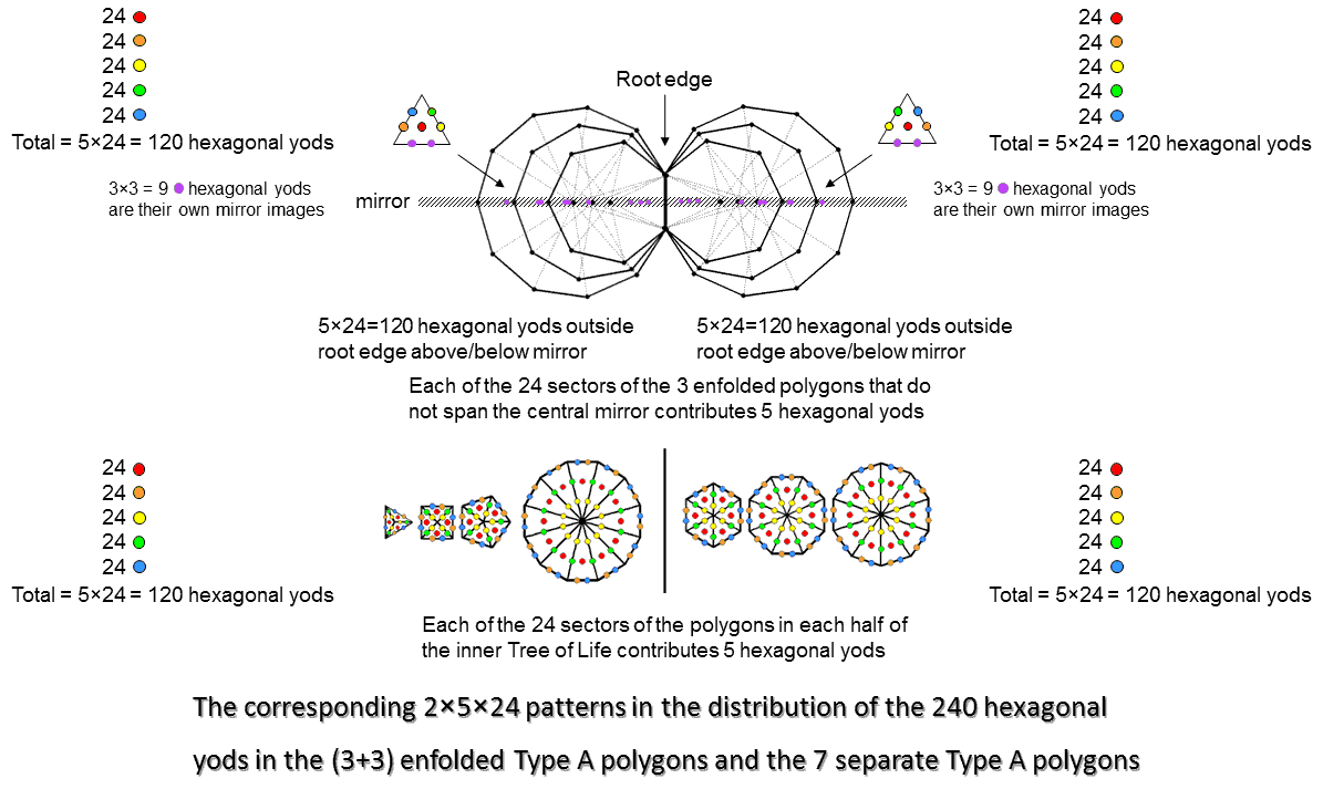 2x5x24 patterns in (3+3) enfolded polygons and 7 separate Type A polygons