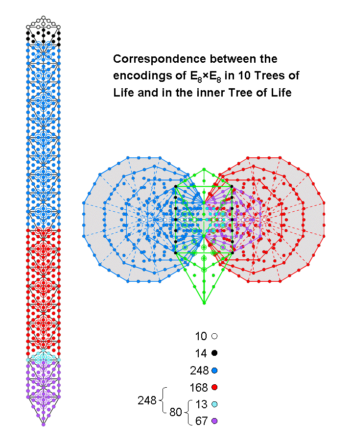 Correspondences between encodings of E8xE8 in 10 Trees of Life and in inner Tree of Life