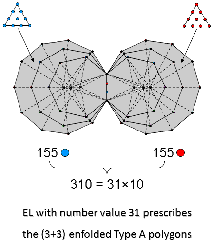 EL prescribes the (3+3) enfolded Type A polygons