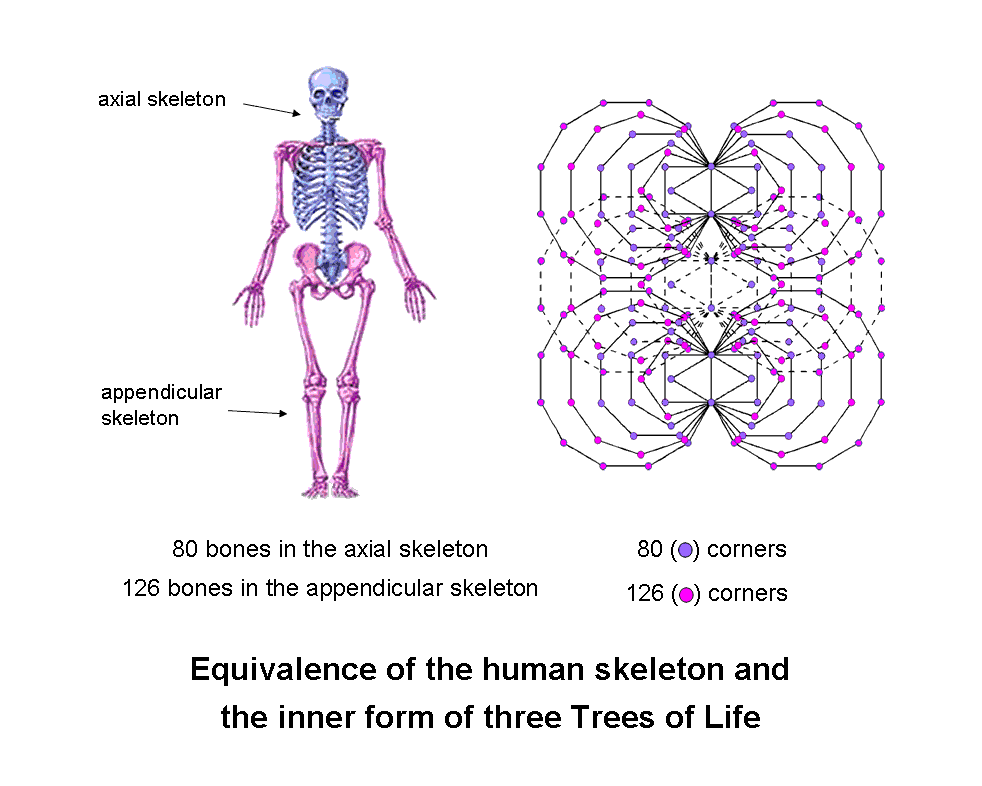 Equivalence of human skeleton and inner form of 3-tree