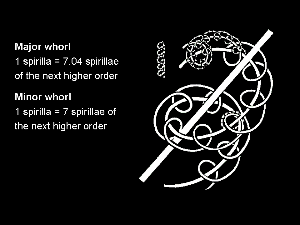 Higher orders of spirillae