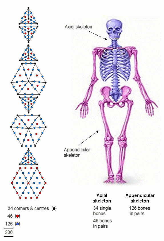 Human skeleton encoded in 8 polygons