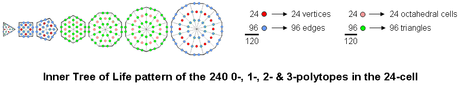 Inner Tree of Life pattern of the 24-cell