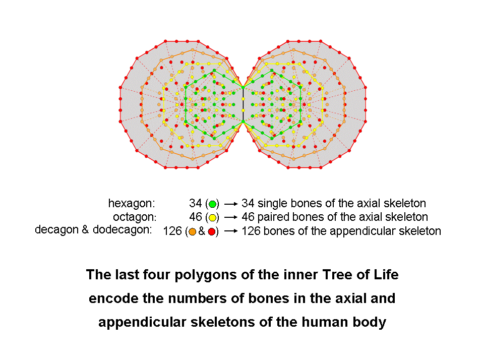 Last 4 polygons encode 206 bones