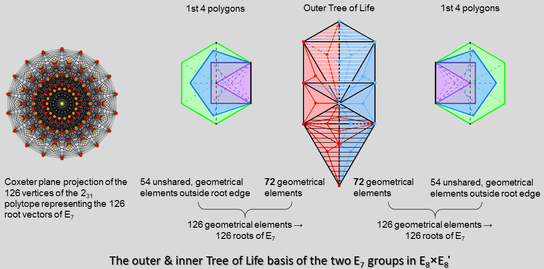 Outer & inner Tree of Life basis of E7