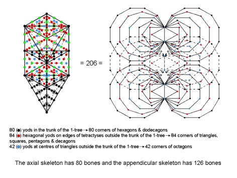 Outer & inner tree of Life basis of human skeleton