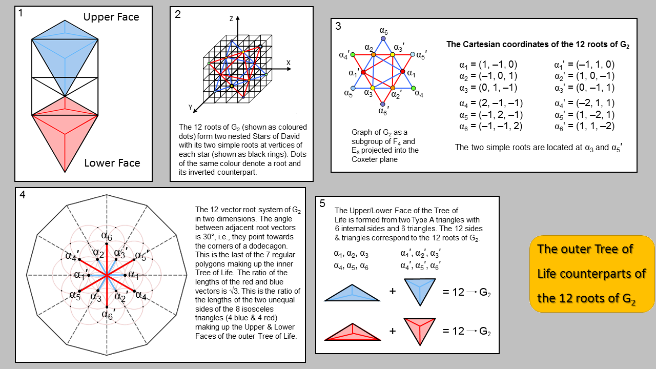 Outer Tree of Life basis of G2