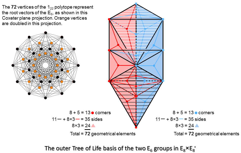 Outer Tree of Life basis of two E6 groups in E8xE8