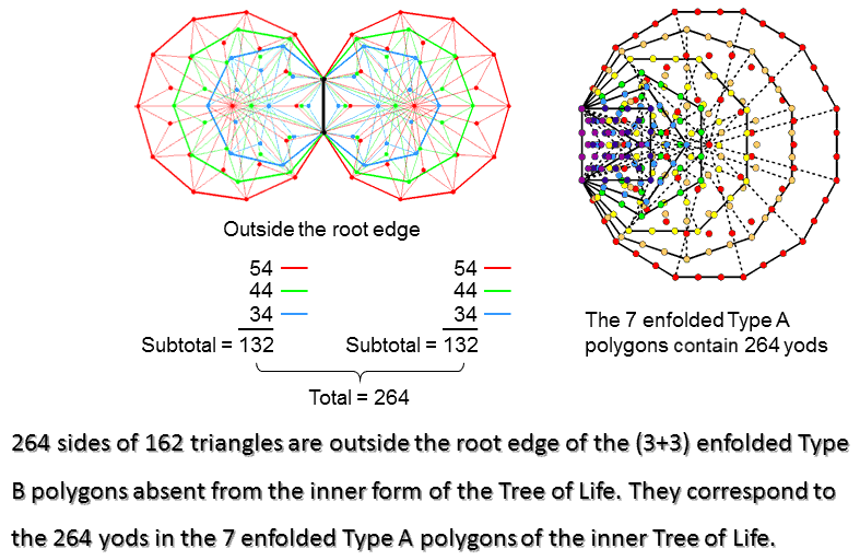 The (3+3) enfolded Type B polygons have 264 sides outside the root edge