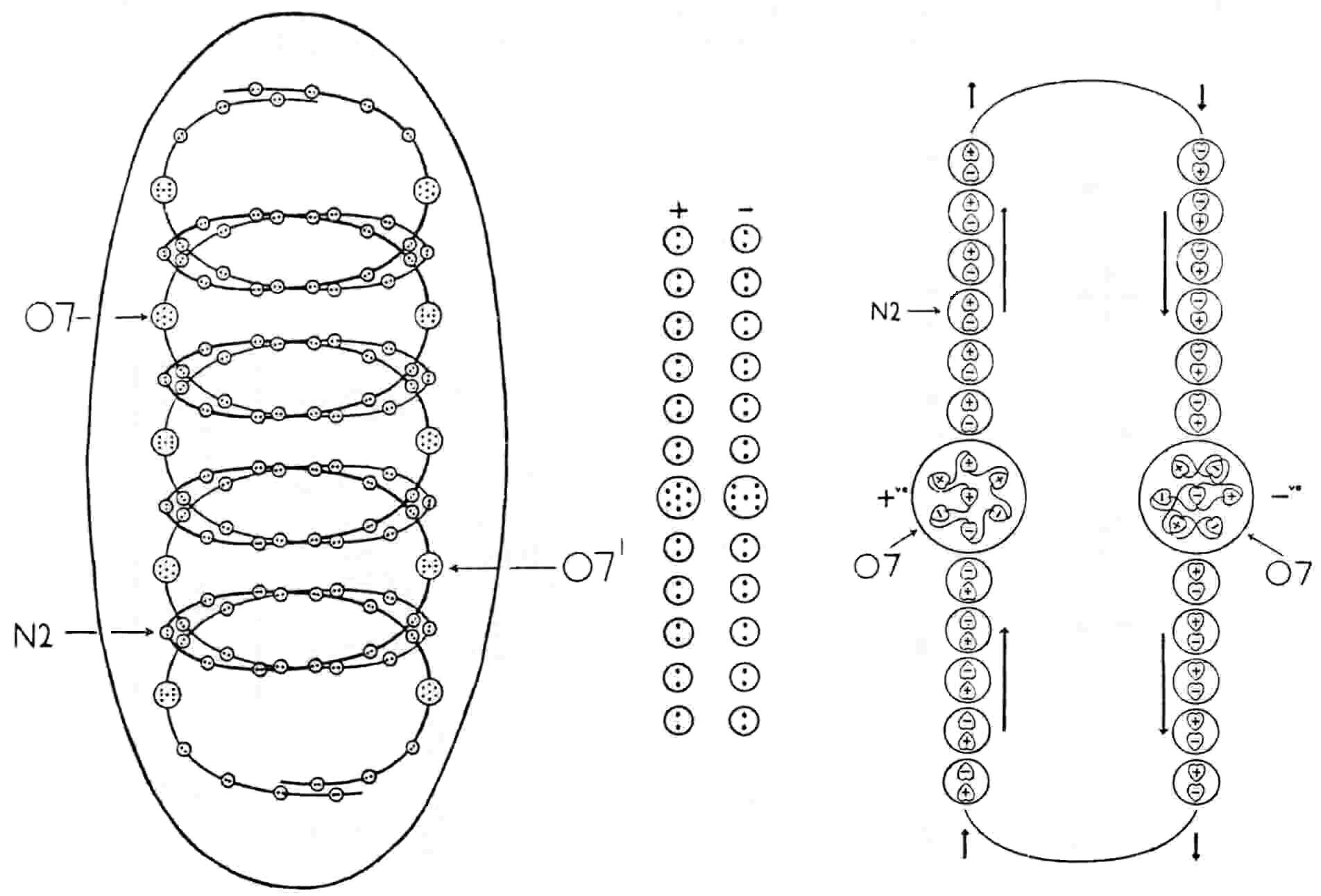 Section of ooxygen MPA