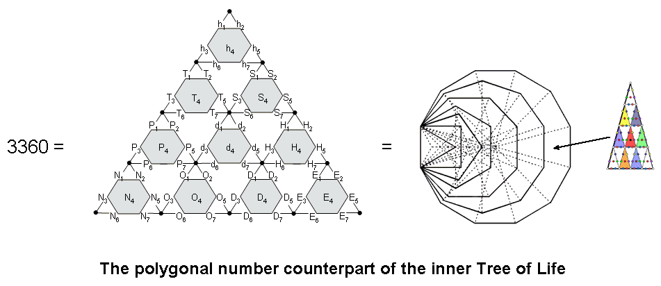 Polygonal counterpart of the inner Tree of Life