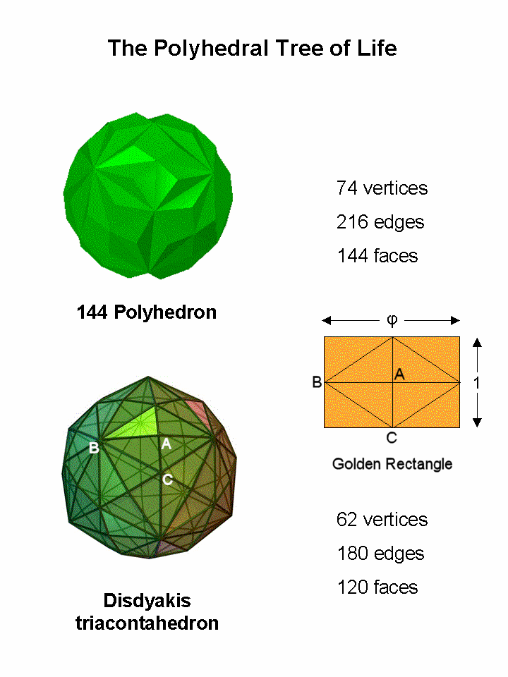2 polyhedra of the Polyhedral Tree of Life