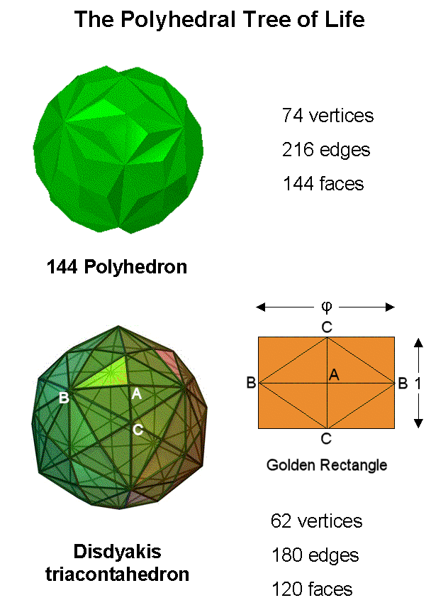 Polyhedral Tree of Life