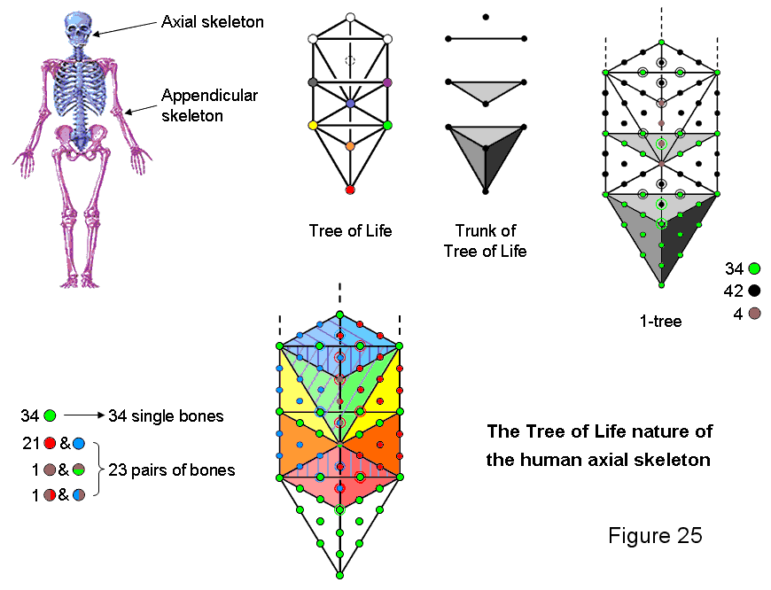 Tree of Life basis of the human axial skeleton