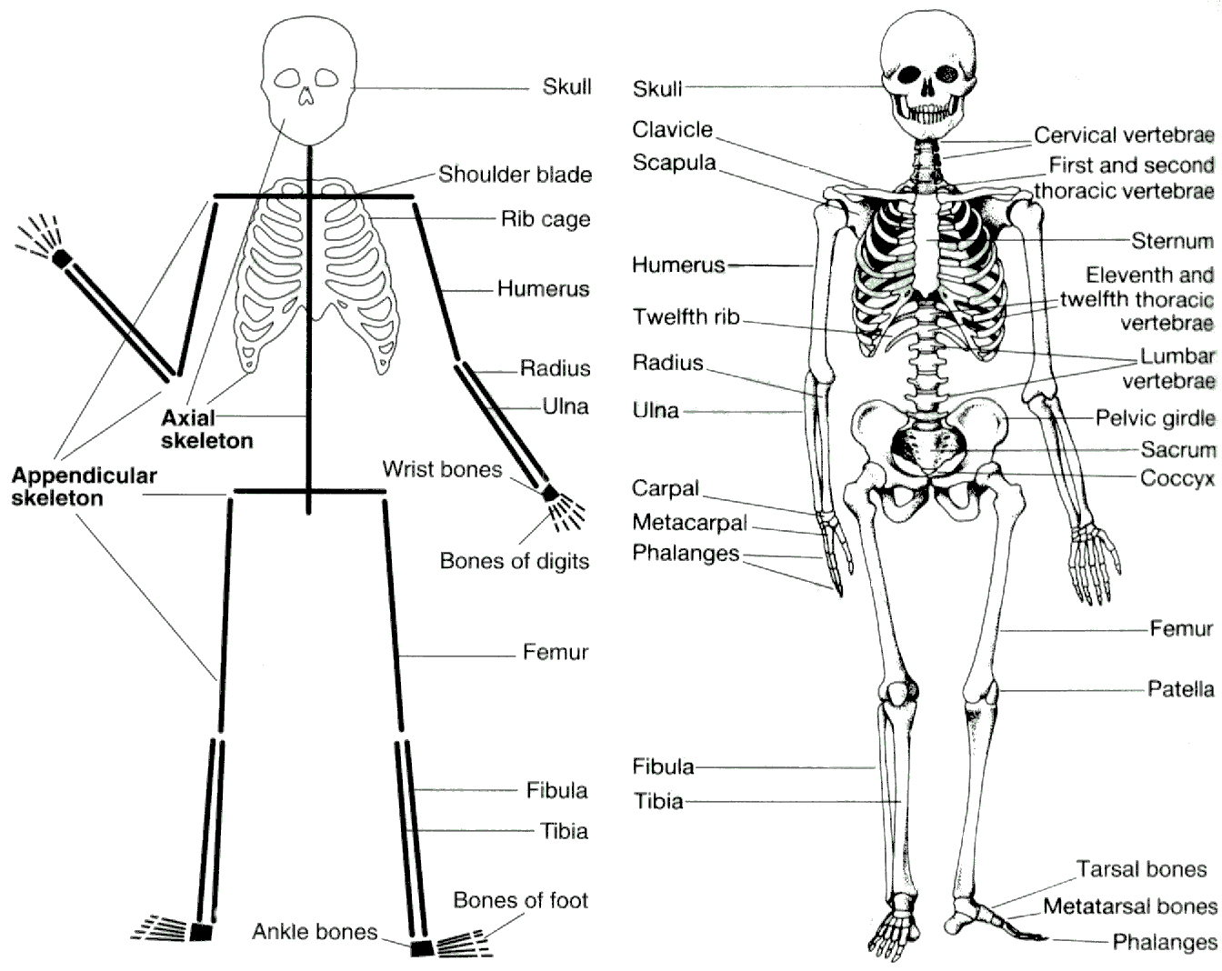 human skeleton