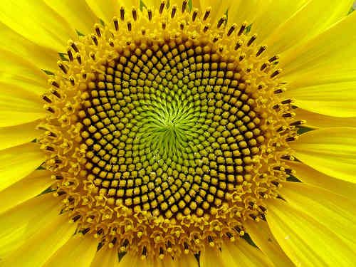 Sunflower displays Fibonacci numbers