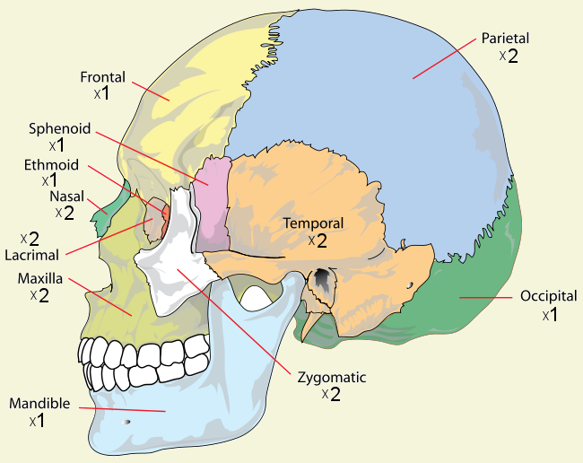 human skull