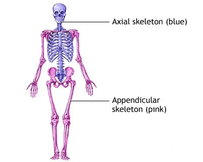 Human axial & appendicular skeletons